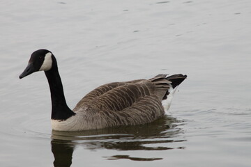A view of a Canada Goose