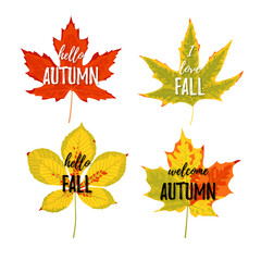 Autumn greeting cards set. Realistic autumn leaves with text on the white background. Vector illustration