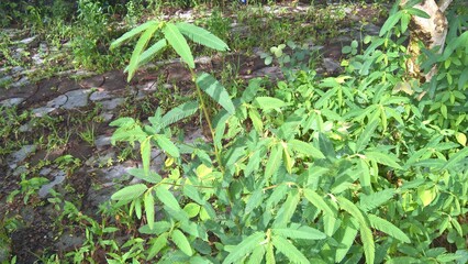 closeup view of fresh green leaves and small plants