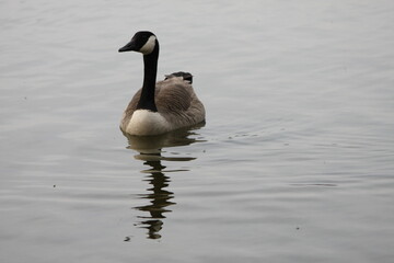 A view of a Canada Goose