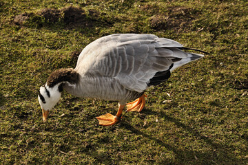 A view of a Bar Headed Goose