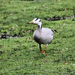 A view of a Bar Headed Goose