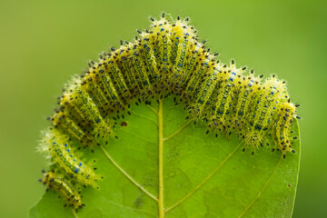 Caterpillars Eating Leaf