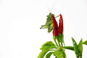 A grasshopper was lying on the green leaves. A grasshopper lies on the red pepper. A grasshopper on a white background