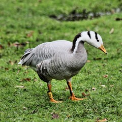 A view of a Bar Headed Goose