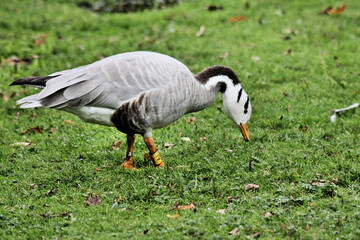 A view of a Bar Headed Goose
