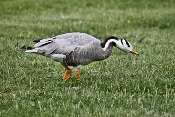 A view of a Bar Headed Goose