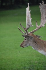 Fallow deer at Dunham Massey