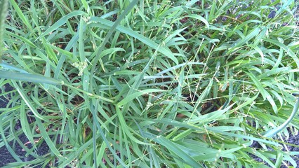 closeup view of fresh green grass with flower buds for multipurpose use