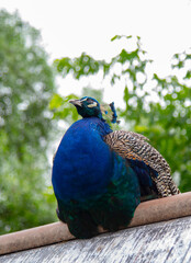 A peacock sits on a roof against a background of green trees.