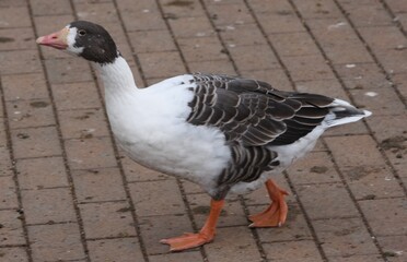A close up of a Goose