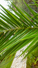 Obraz na płótnie Canvas The sharp leaves of a palm tree. Palm leaf on nature green texture background
