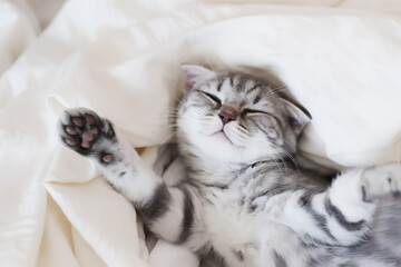 Scottish fold kitten playing in bed - obrazy, fototapety, plakaty