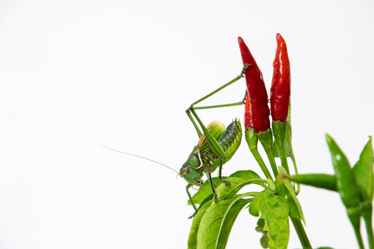 A grasshopper was lying on the green leaves. A grasshopper lies on the red pepper. A grasshopper on a white background