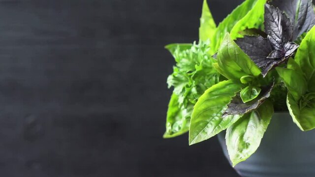The purple and green basil and parsley rotate in a bowl with empty space, close up. Spicy herbs, kitchen ingredient, farming harvest season