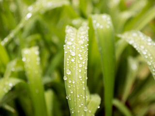 Green sedge leaves with water drops close up view
