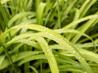 Naklejka premium Green sedge leaves with water drops close up view