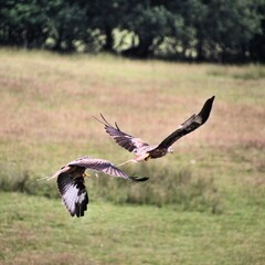 A Red Kite in flight