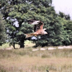 A Red Kite in flight