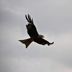 A Red Kite in flight