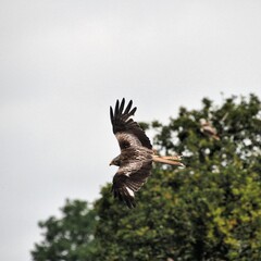 A Red Kite in flight