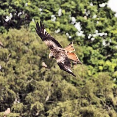 A Red Kite in flight