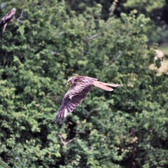 A Red Kite in flight