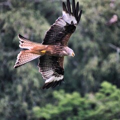 A Red Kite in flight