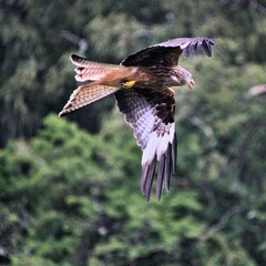 A Red Kite in flight