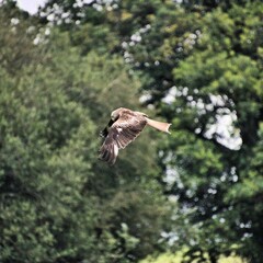 A Red Kite in flight