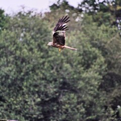 A Red Kite in flight