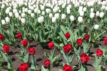 Numerous red and white flowers of tulips in mid April