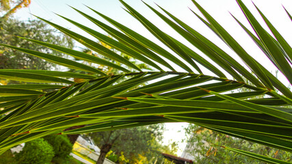 Naklejka na ściany i meble The sharp leaves of a palm tree. Palm leaf on nature green texture background