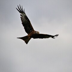 A Red Kite in flight