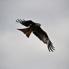 A Red Kite in flight