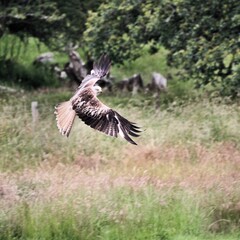 A Red Kite in flight