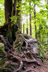 Fototapeta na wymiar Tall forest tree with massive roots