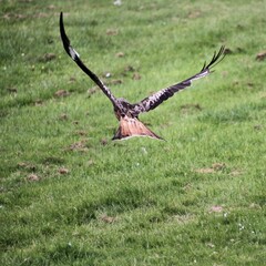 A Red Kite in flight