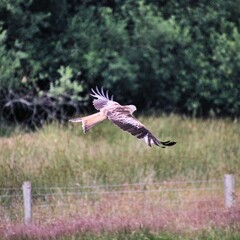 A Red Kite in flight