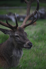 Portrait of  an male fallow deer with large antlers, in Tatton Park, Cheshire, UK