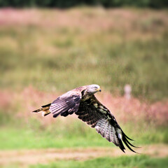A Red Kite in flight
