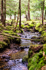 Forest river with fallen tree as small bridge