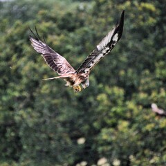 A Red Kite in flight
