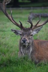 Portrait of  an male fallow deer with large antlers, in Tatton Park, Cheshire, UK