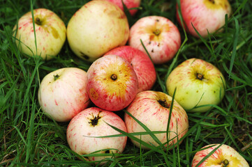 apples that fell from an Apple tree on the green grass