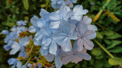 Blue bougainvillea flower isolated on natural green background