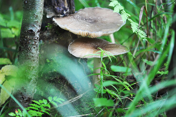 Fototapeta premium grey lamellar mushrooms on a stump in the forest