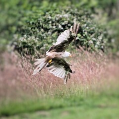 A Red Kite in flight