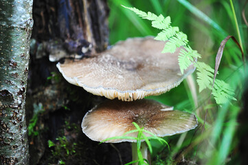 grey lamellar mushrooms on a stump in the forest