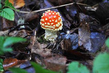fly agaric in the forest-mushroom with a red hat